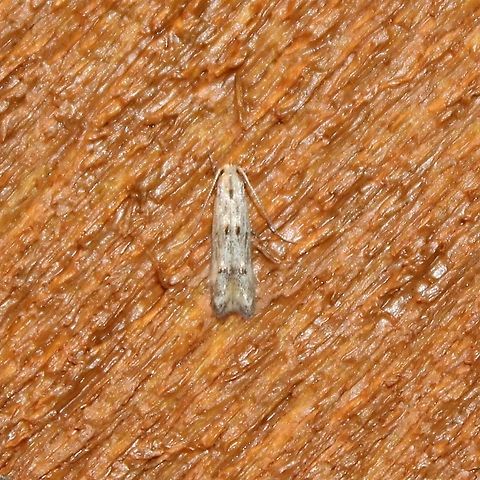 Blastodacna bicristatella Larvae of this species feed on the fruit of Hawthorn (Cratageus spp.) which are common in the area. Blastodacna bicristatella,Cratageus,Geotagged,Spring,United States,moth