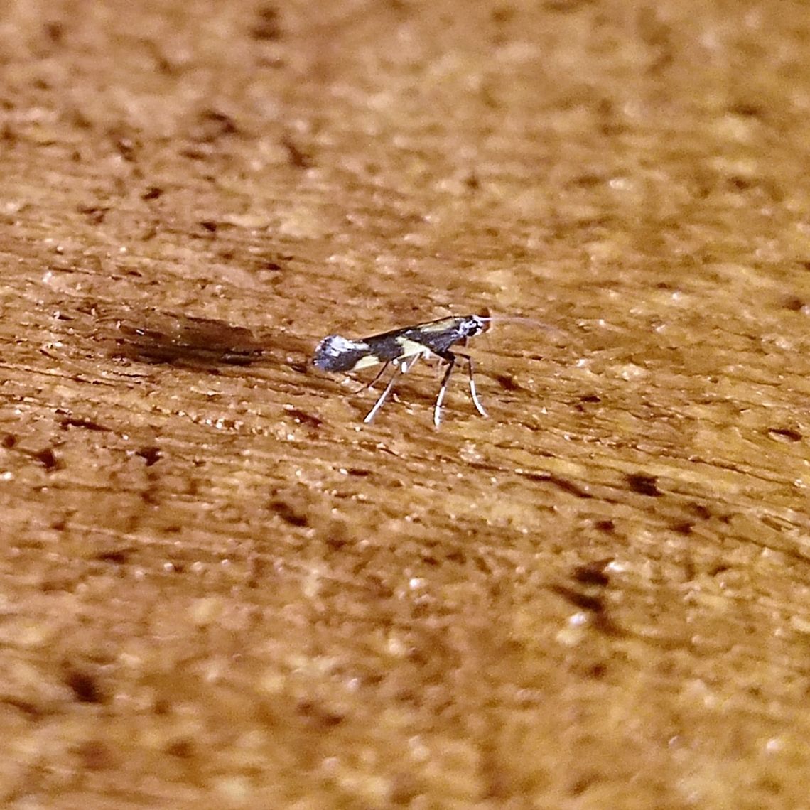 Caloptilia vacciniella Seems to match photos at BG <a href="https://bugguide.net/node/view/733720/bgimage" rel="nofollow">https://bugguide.net/node/view/733720/bgimage</a><br />
<br />
Caloptilia umbratella does not have a yellow patch on the top of the wings where they come from the thorax . Caloptilia,Caloptilia vacciniella,Geotagged,Leafminer,Spring,United States,moth
