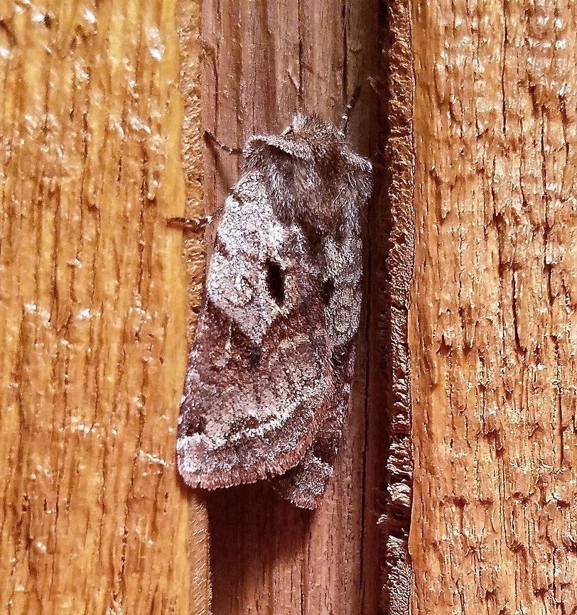 Cerastis salicarum  Cerastis salicarum,Geotagged,Spring,United States,early spring moth,moth,willow dart