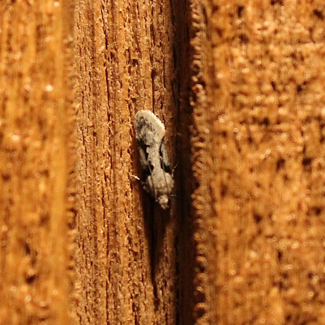 Chionodes fondella  Chionodes fondella,Geotagged,Spring,United States