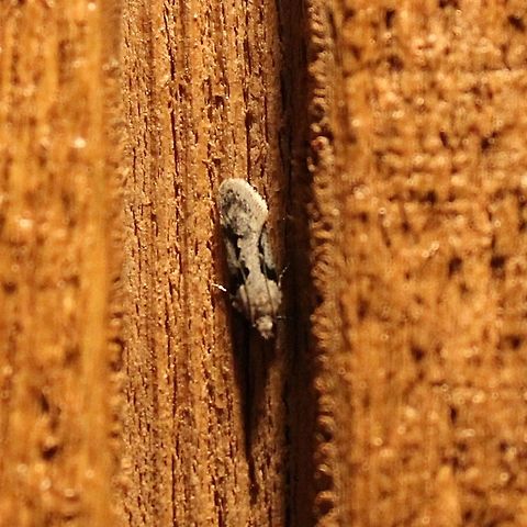 Chionodes fondella  Chionodes fondella,Geotagged,Spring,United States