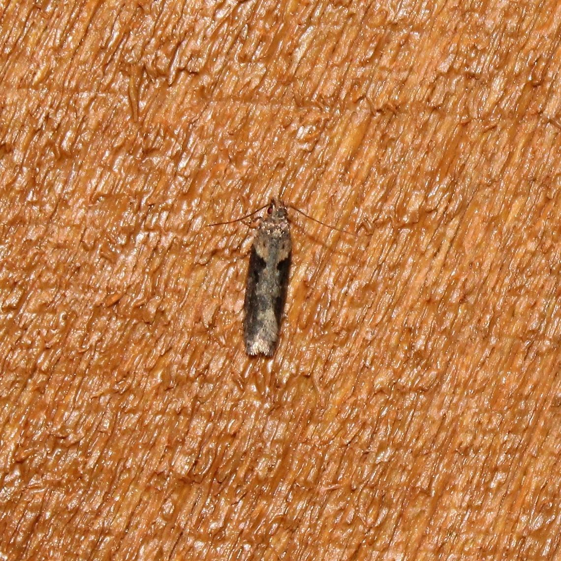 Chionodes mediofuscella Larvae are reported to feed on Giant Ragweed (Ambrosia trifida) but this species is nowhere in the area. Common Ragweed (Ambrosia artemisiifolia) does grow along many roadsides in the immediate area. Black-smudged chionodes moth,Chionodes,Chionodes mediofuscella,Geotagged,Spring,United States,insect,lepidoptera,moth