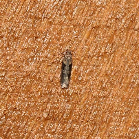 Chionodes mediofuscella Larvae are reported to feed on Giant Ragweed (Ambrosia trifida) but this species is nowhere in the area. Common Ragweed (Ambrosia artemisiifolia) does grow along many roadsides in the immediate area. Black-smudged chionodes moth,Chionodes,Chionodes mediofuscella,Geotagged,Spring,United States,insect,lepidoptera,moth