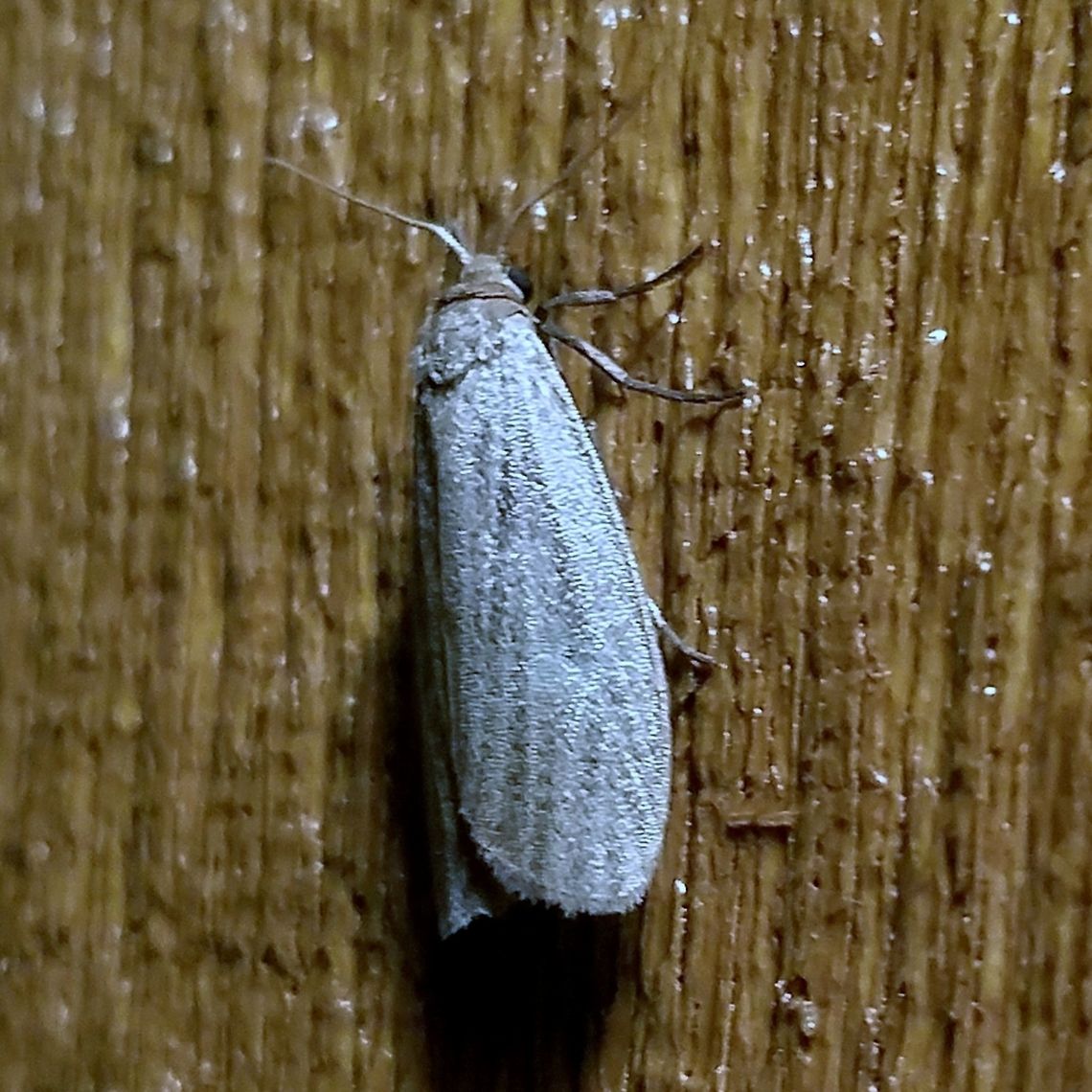 Crambidia pallida  Crambidia pallida,Geotagged,Summer,United States,pale lichen moth