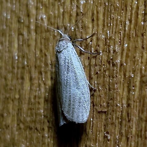 Crambidia pallida  Crambidia pallida,Geotagged,Summer,United States,pale lichen moth