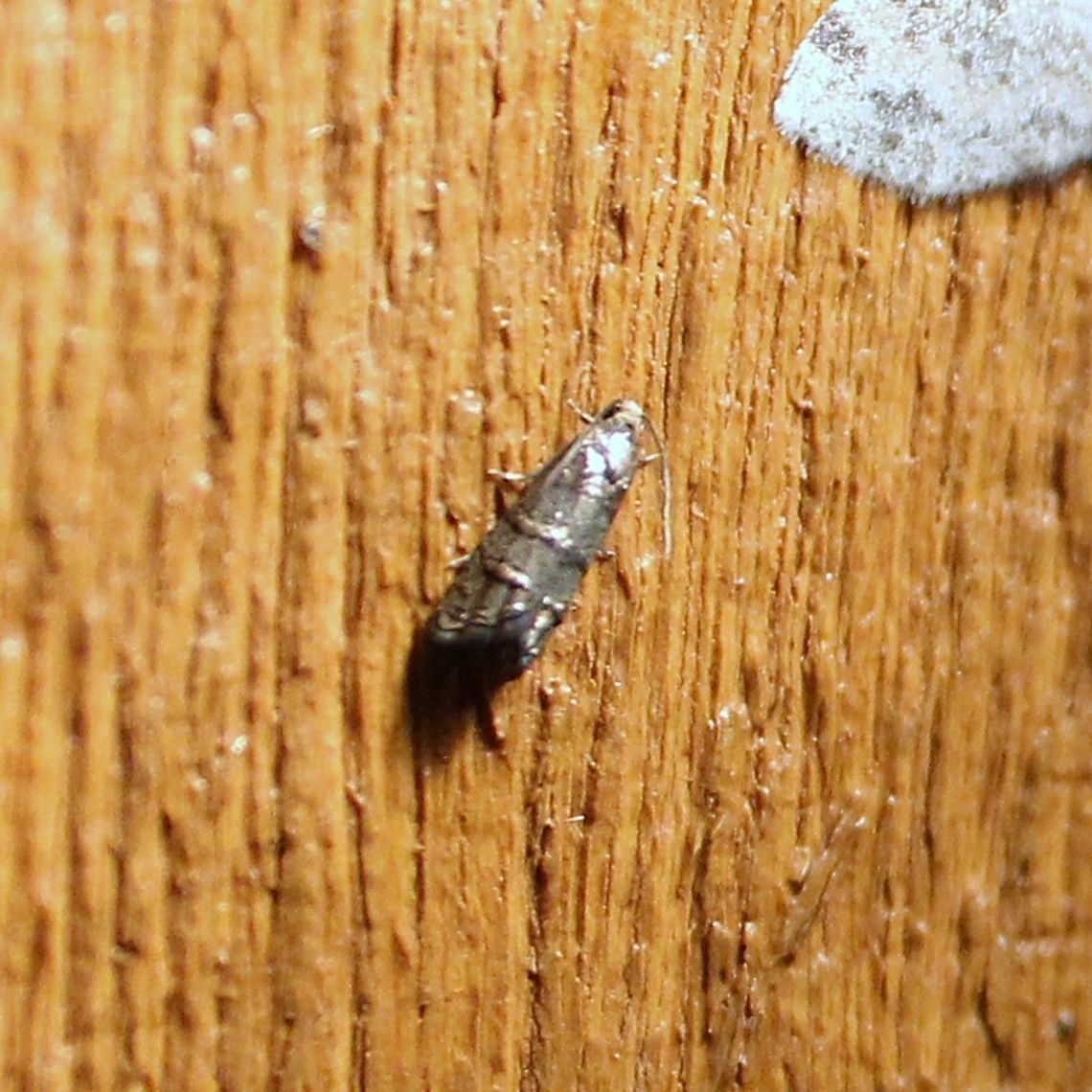 Cydia toreuta  Cydia toreuta,Eastern pine seedworm moth,Geotagged,Spring,United States