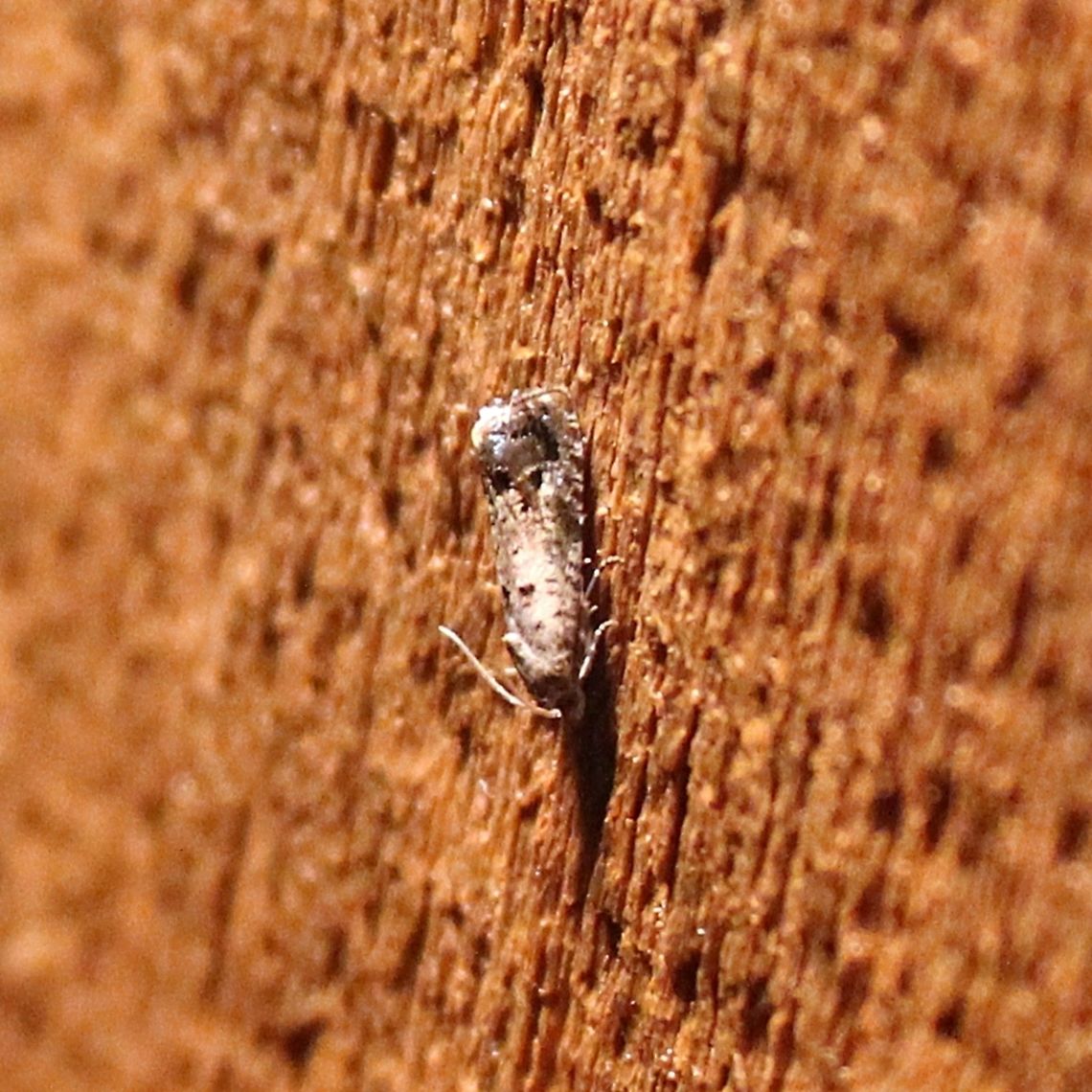 Cydia fletcherana  Cydia fletcherana,Fletcher's Cydia Moth,Geotagged,Summer,United States,moth