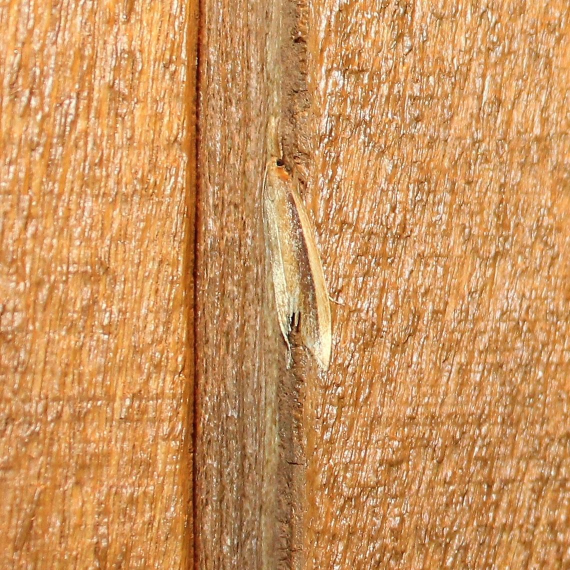 Donacaula albicostellus Also known as Donacaula albicostella. Donacaula,Donacaula albicostella,Donacaula albicostellus,Geotagged,Lepidoptera,Summer,United States,insect,moth