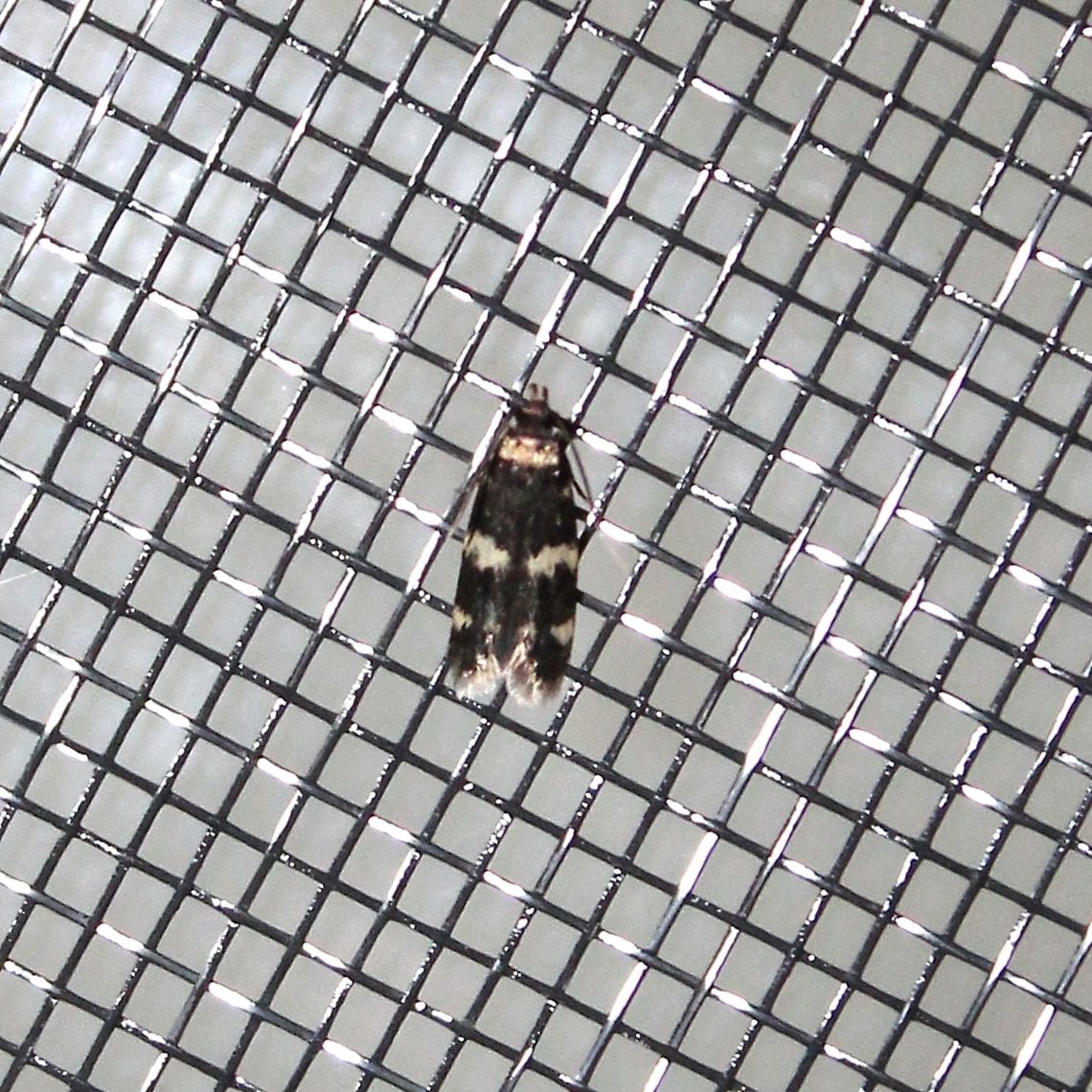 Oegoconia novimundi  Autostichidae,Geotagged,Lepidoptera,Oegoconia novimundi,Oegoconiinae,Summer,United States,insect,moth