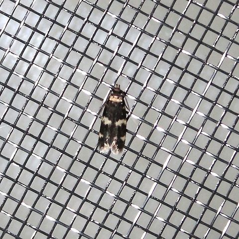 Oegoconia novimundi  Autostichidae,Geotagged,Lepidoptera,Oegoconia novimundi,Oegoconiinae,Summer,United States,insect,moth