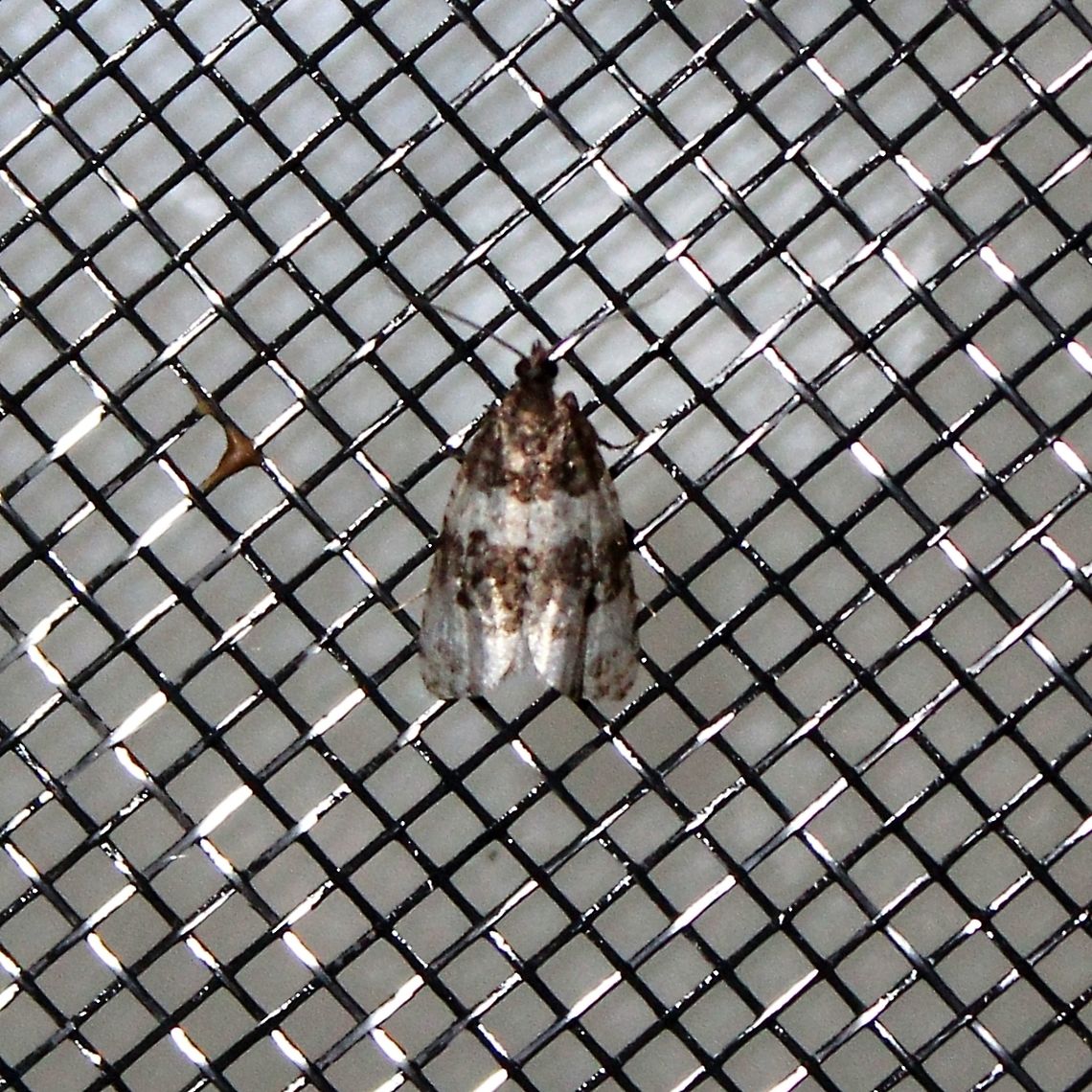 Olethreutes bipartitana  Divided Olethreutes,Geotagged,Olethreutes bipartitana,Summer,United States,moth