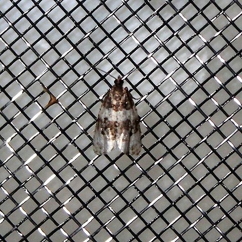 Olethreutes bipartitana  Divided Olethreutes,Geotagged,Olethreutes bipartitana,Summer,United States,moth