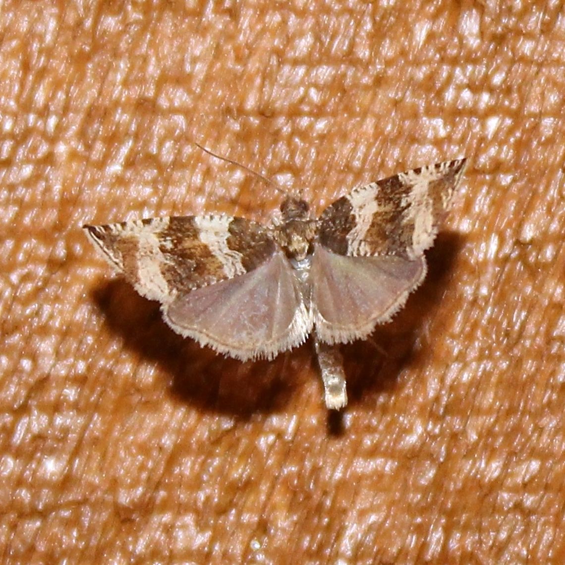Olethreutes valdanum  Geotagged,Olethreutes valdanum,Spring,United States,moth