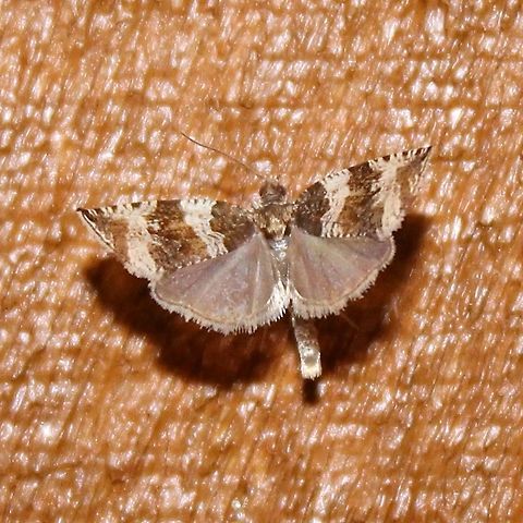 Olethreutes valdanum  Geotagged,Olethreutes valdanum,Spring,United States,moth