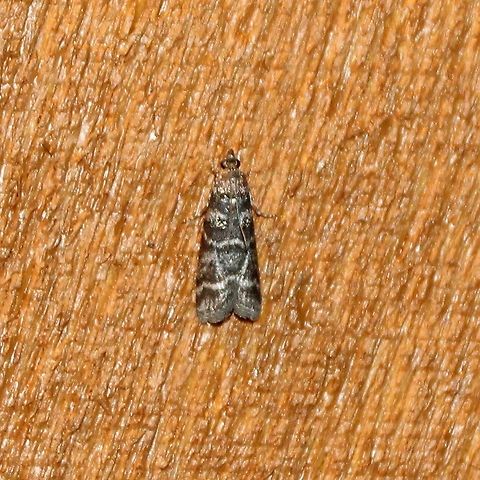 Ortholepis pasadamia  Geotagged,Ortholepis pasadamia,Summer,United States,moth