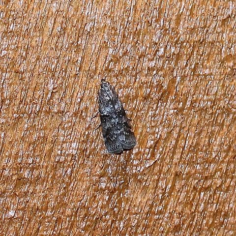 Tulsa finitella Attracted to an incandescent porch light. Geotagged,Spring,Tulsa finitella,United States,moth