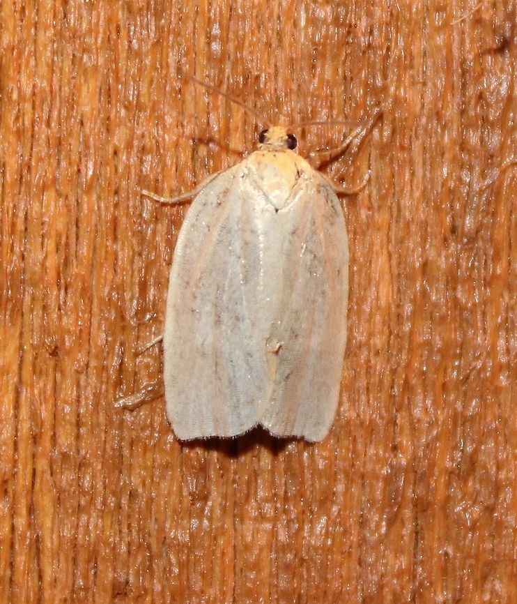 Xenotemna pallorana  Geotagged,Summer,United States,Xenotemna,Xenotemna pallorana