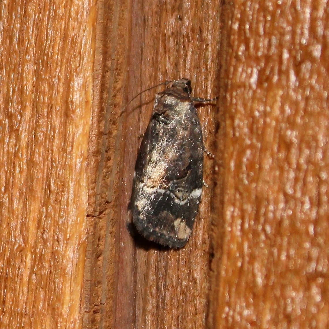 Elaphria versicolor  Elaphria versicolor,Geotagged,Spring,United States