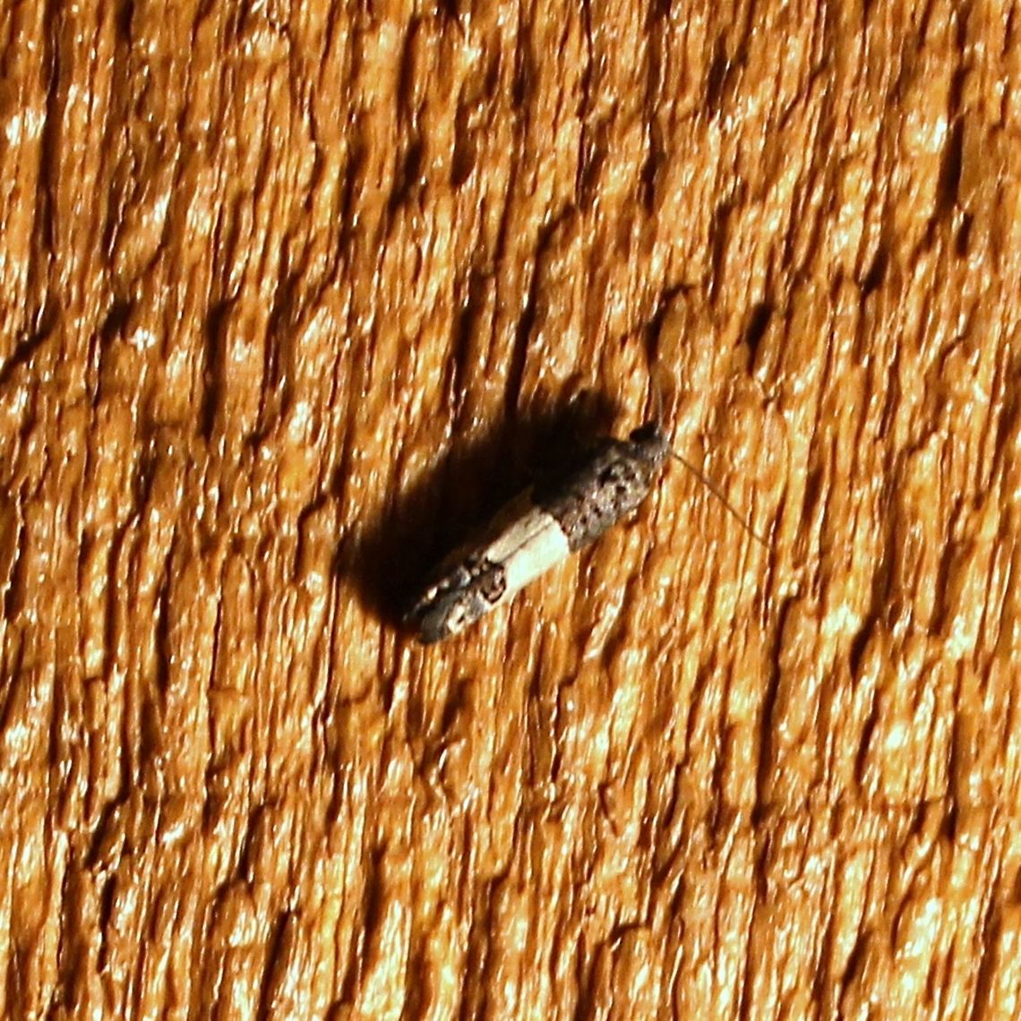 Epiblema tripartitana  Epiblema tripartitana,Geotagged,Summer,United States