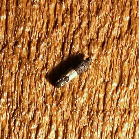 Epiblema tripartitana  Epiblema tripartitana,Geotagged,Summer,United States