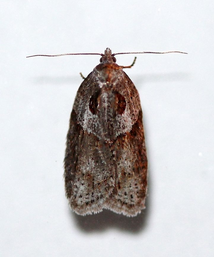 Acleris maculidorsana  Acleris,Acleris maculidorsana,Geotagged,Spring,Stained-back leafroller moth,United States,early spring moth