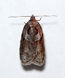 Acleris maculidorsana  Acleris,Acleris maculidorsana,Geotagged,Spring,Stained-back leafroller moth,United States,early spring moth