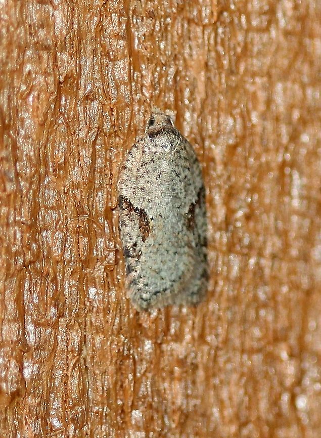 Acleris cornana  Acleris cornana,Geotagged,Spring,United States,early spring moth