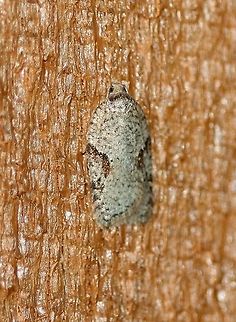 Acleris cornana  Acleris cornana,Geotagged,Spring,United States,early spring moth