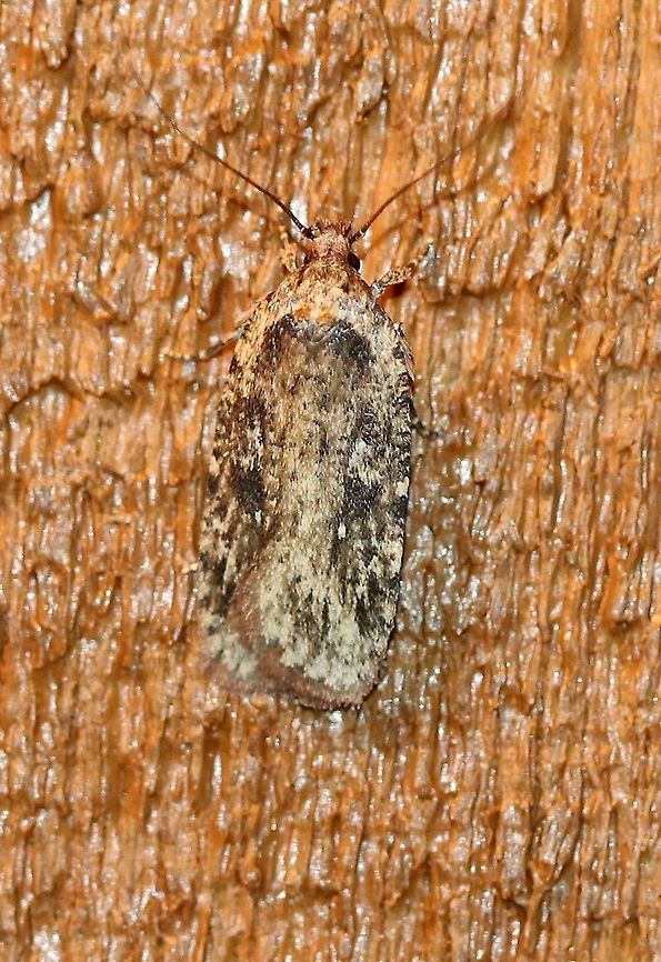 Agonopterix pulvipennella  Agonopterix pulvipennella,Geotagged,Spring,United States,early spring moth