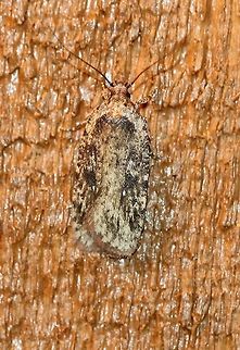 Agonopterix pulvipennella  Agonopterix pulvipennella,Geotagged,Spring,United States,early spring moth