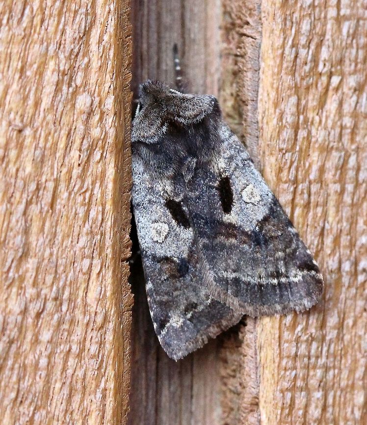 Cerastis salicarum  Cerastis salicarum,Geotagged,Spring,United States,Willow dart,early spring moth