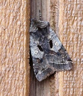 Cerastis salicarum  Cerastis salicarum,Geotagged,Spring,United States,Willow dart,early spring moth