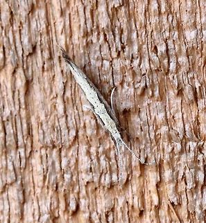 Plutella xylostella  Diamondback moth,Geotagged,Plutella xylostella,Spring,United States,early spring moth