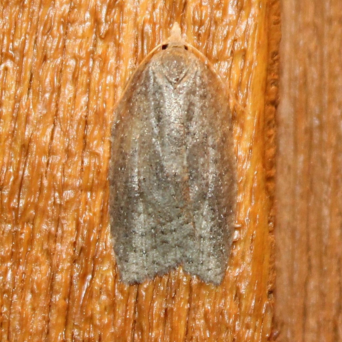 Amorbia humerosana  Amorbia humerosana,Geotagged,Summer,United States,White-lined leafroller,moth