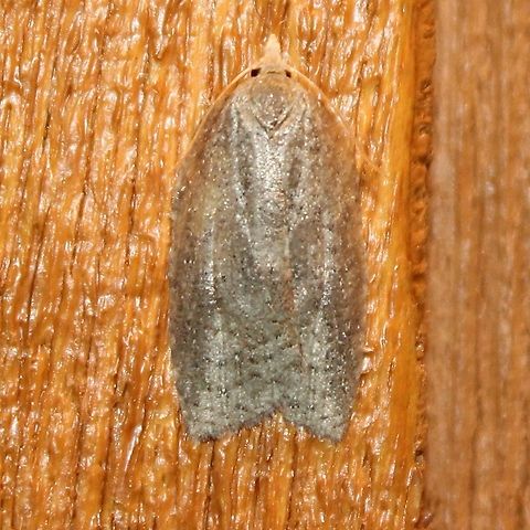 Amorbia humerosana  Amorbia humerosana,Geotagged,Summer,United States,White-lined leafroller,moth