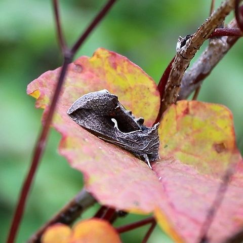 Anagrapha falcifer  Anagrapha falcifera,Fall,Geotagged,United States