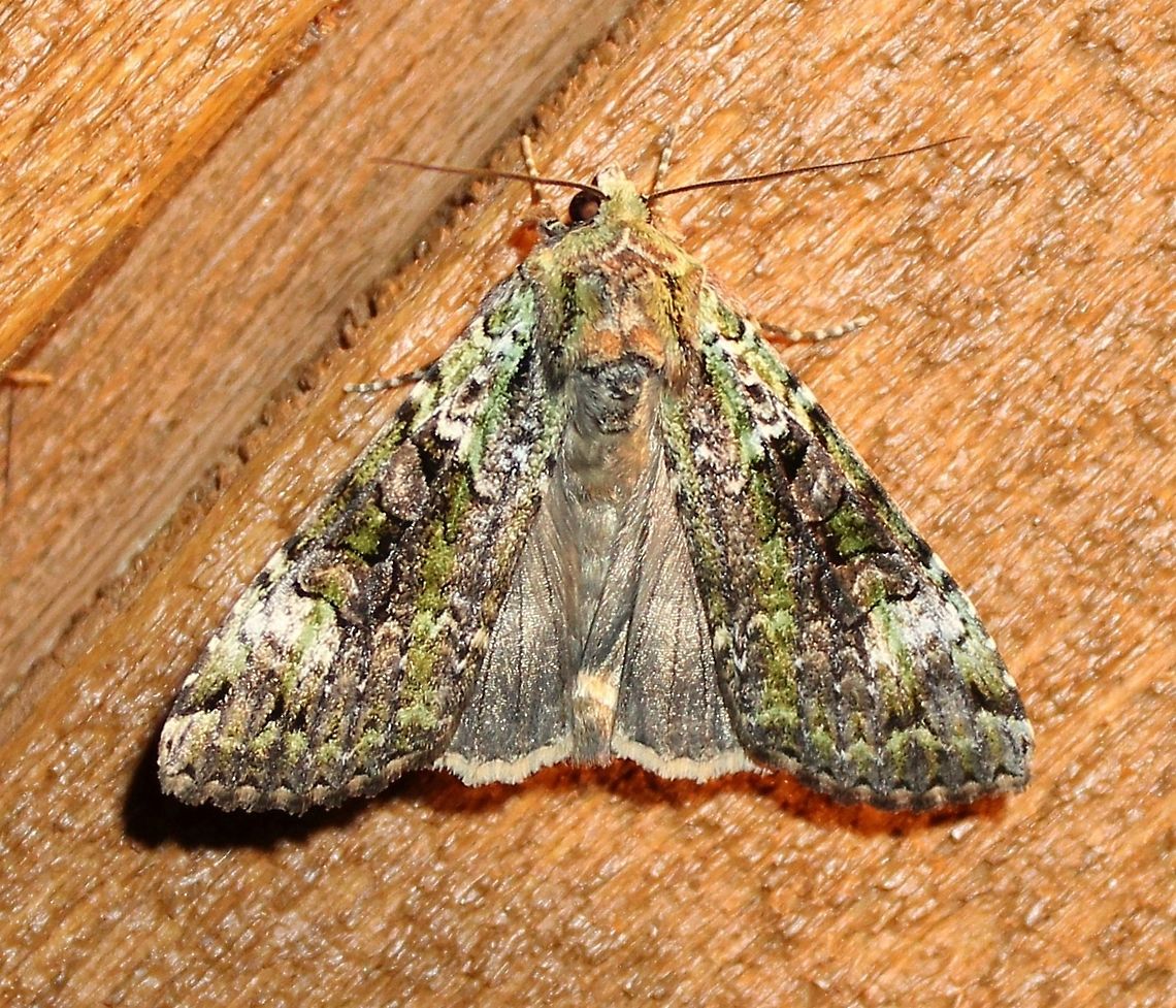 Anaplectoides prasina  Anaplectoides prasina,Geotagged,Green arches,Summer,United States