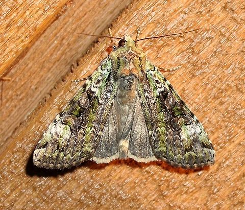 Anaplectoides prasina  Anaplectoides prasina,Geotagged,Green arches,Summer,United States