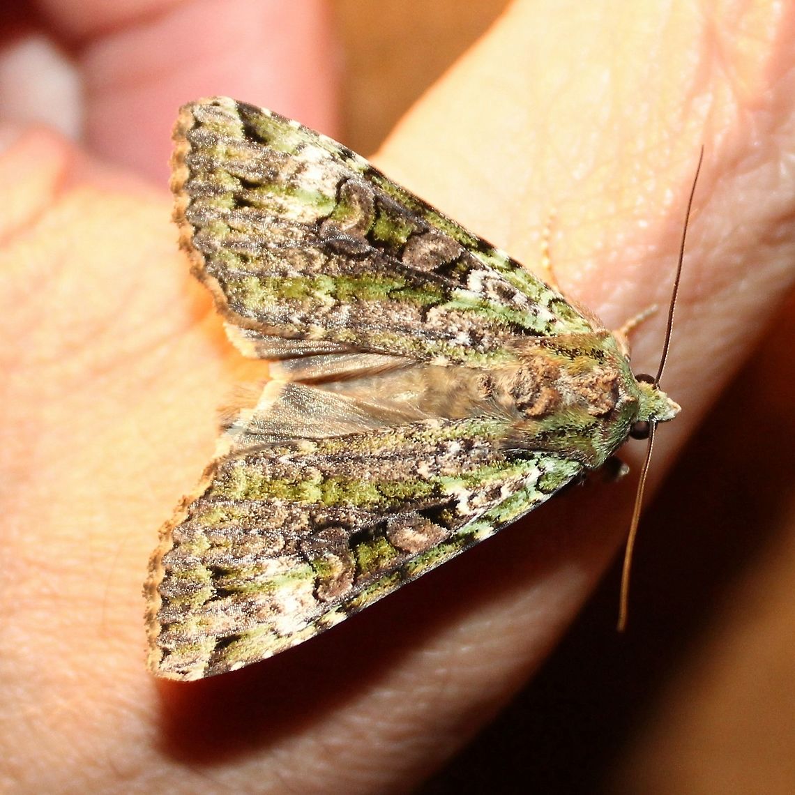 Anaplectoides prasina  Anaplectoides prasina,Geotagged,Green arches,Summer,United States