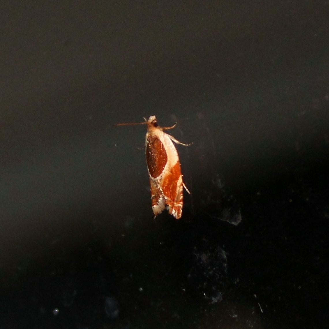 Ancylis burgessiana  Ancylis burgessiana,Geotagged,Oak Leaffolder,Summer,United States