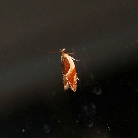 Ancylis burgessiana  Ancylis burgessiana,Geotagged,Oak Leaffolder,Summer,United States