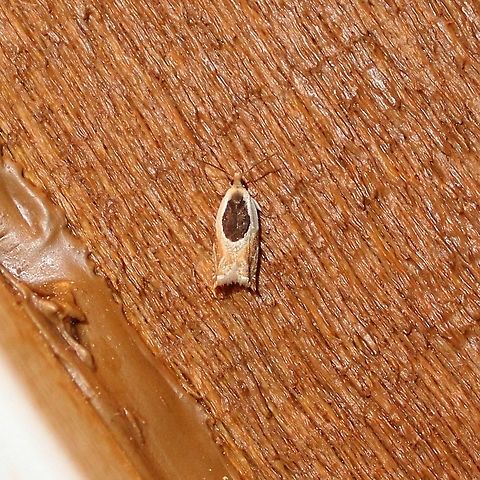 Ancylis burgessiana  Ancylis burgessiana,Geotagged,Oak Leaffolder,Spring,United States