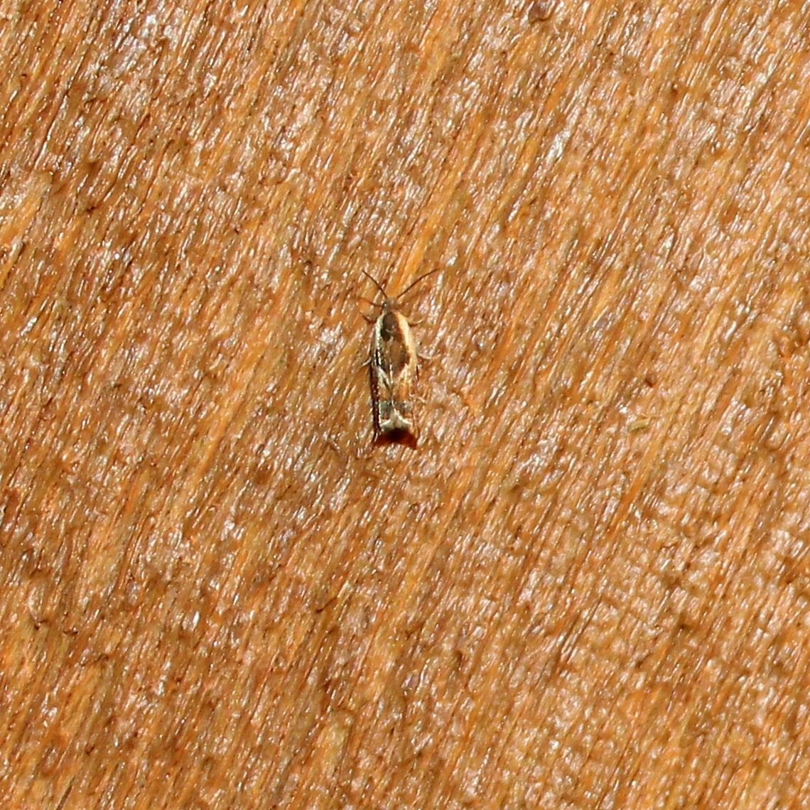 Ancylis sp. Could be A. nubeculana or A. definitivana but that species is very uncommon. Ancylis,Ancylis nubeculana,Geotagged,Summer,United States,moth