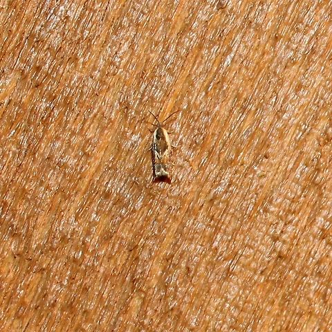 Ancylis sp. Could be A. nubeculana or A. definitivana but that species is very uncommon. Ancylis,Ancylis nubeculana,Geotagged,Summer,United States,moth