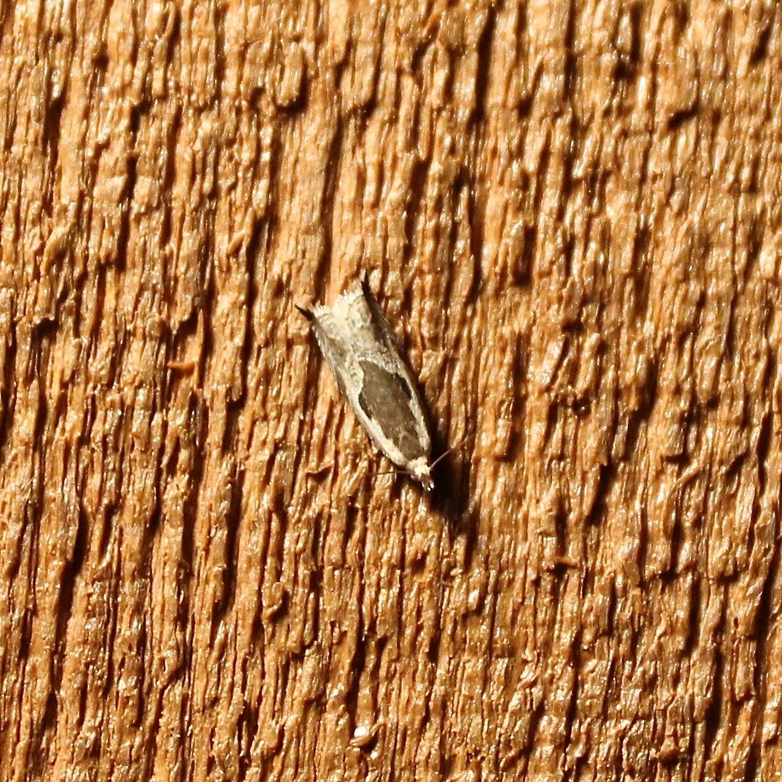 Ancylis nubeculana  Ancylis nubeculana,Geotagged,Little Cloud,Summer,United States