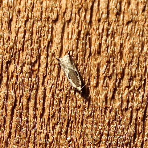 Ancylis nubeculana  Ancylis nubeculana,Geotagged,Little Cloud,Summer,United States