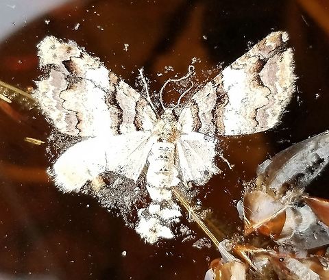 Anticlea vasiliata Anticlea vasiliata found dead on the surface of a vernal pond. Anticlea vasiliata,Geotagged,Spring,United States,Variable carpet moth,moth,vernal pond