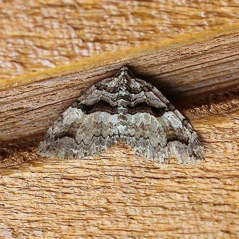 Anticlea vasiliata  Anticlea vasiliata,Geotagged,Spring,United States,Variable carpet moth