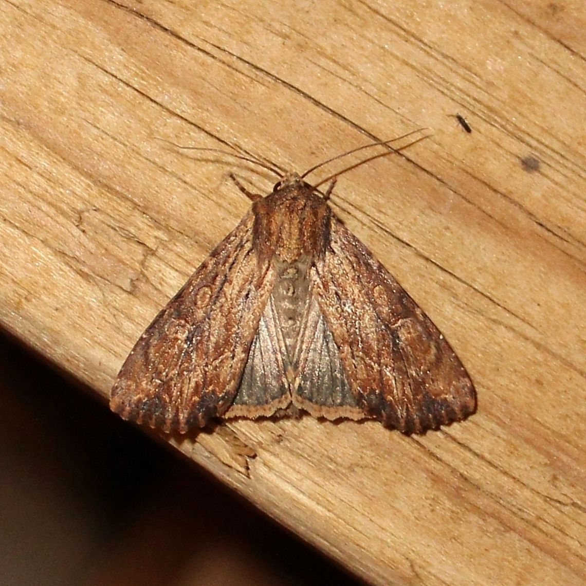 Apamea lignicolora  Apamea lignicolora,Geotagged,Summer,United States,Wood-coloured Quaker