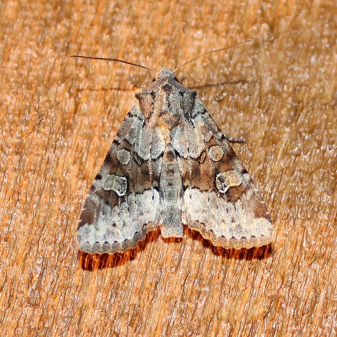 Apamea sordens  Apamea sordens,Geotagged,Rustic shoulder-knot,Spring,United States